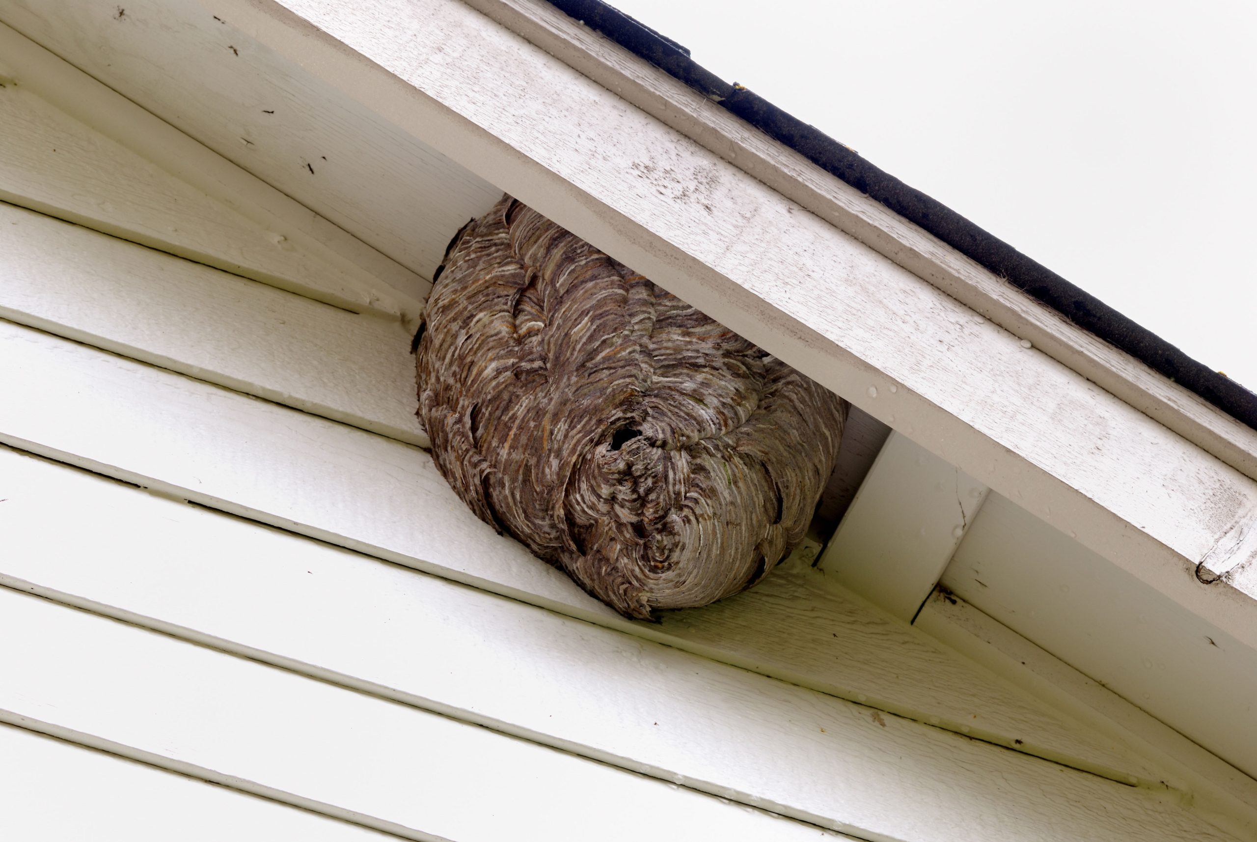 pest control in lakeland